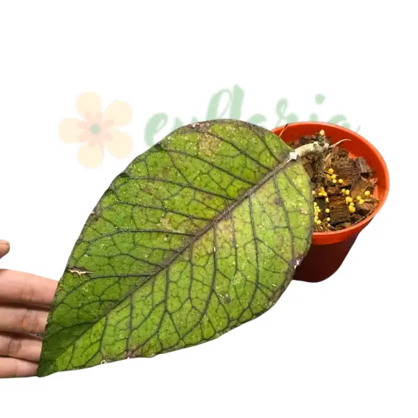 Preorder - Hoya Dark Maze