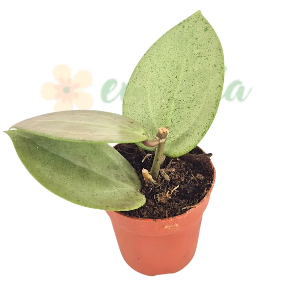 Hoya parasitica „Heart Leaf Silver” — Inimi argintii și flori parfumate [1]