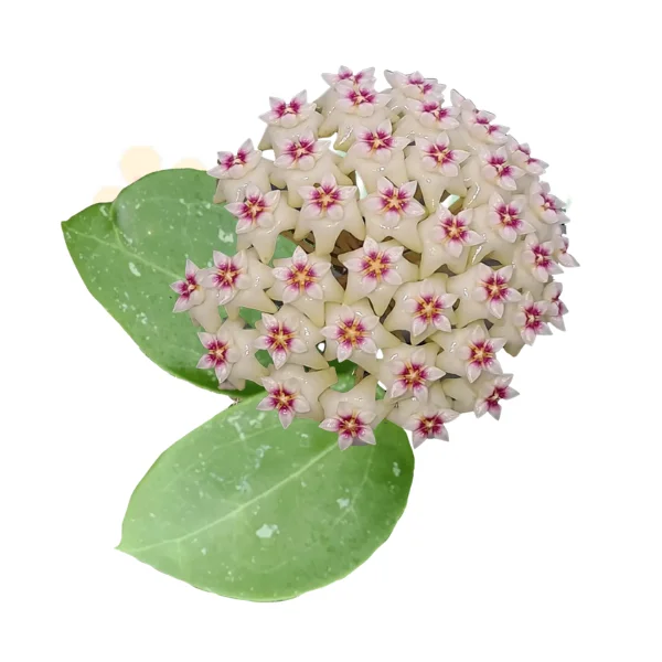 Hoya parasitica „Heart Leaf Silver” — Inimi argintii și flori parfumate [2]