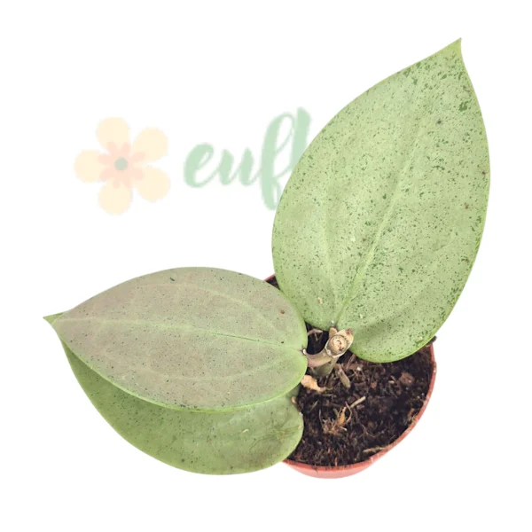 Plante speciale - Hoya parasitica „Heart Leaf Silver” — Inimi argintii și flori parfumate