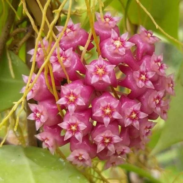 Hoya parasitica 'Red Leaf' [2]