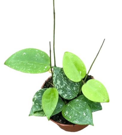 Plante speciale - Hoya parasitica Splash planta de interior cu frunze argintii