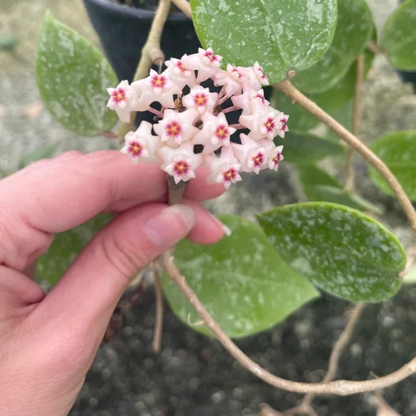 Hoya parasitica Splash - planta cu frunze mari ornate cu pete argintii [2]