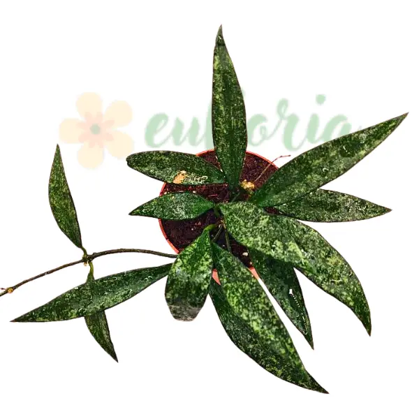 Hoya Parviflora Splash în ghiveci – frunze verzi cu splash argintiu [1]