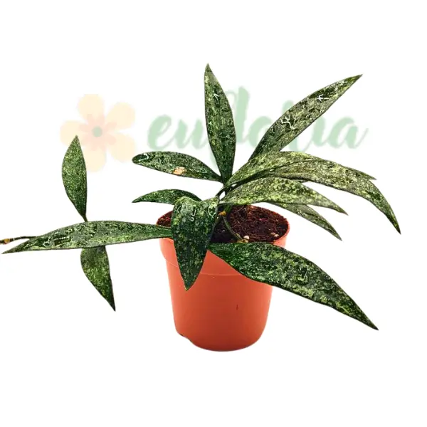 Hoya - Hoya Parviflora Splash în ghiveci – frunze verzi cu splash argintiu