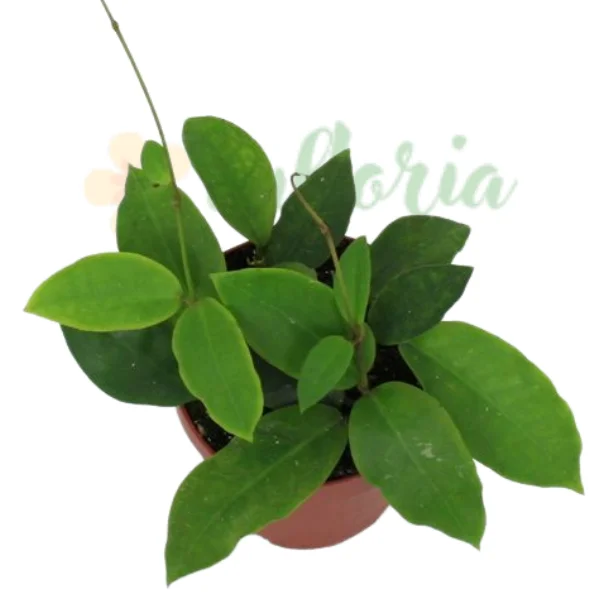 Noutăți - Hoya «Patricia» – Plantă hibridă rară cu frunze cerate