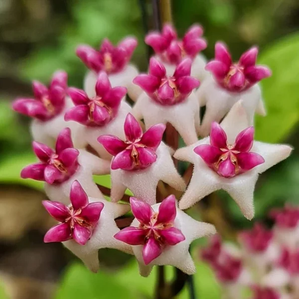 Hoya «Patricia» – Plantă hibridă rară cu frunze cerate [1]