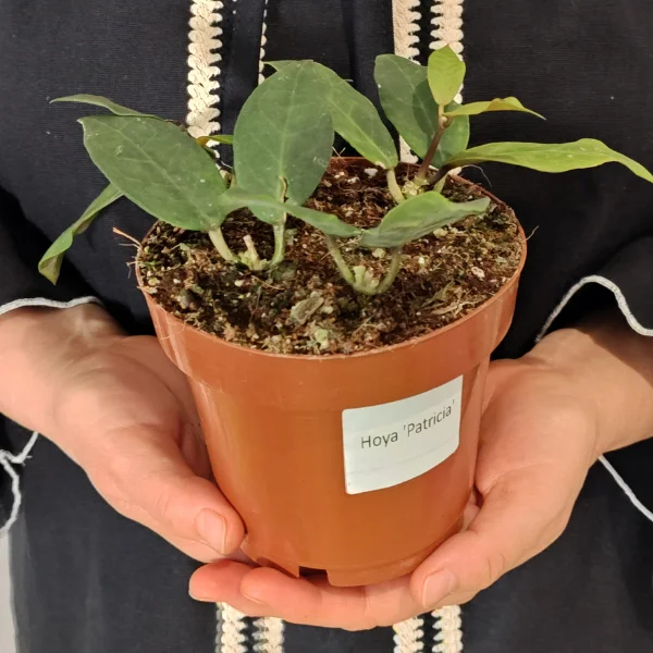 Hoya Patricia - plantă epifită cu frunze ovale verde-intens și textură ceroasă [2]