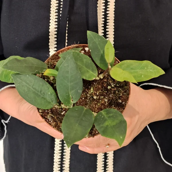 Hoya Patricia - plantă epifită cu frunze ovale verde-intens și textură ceroasă [3]