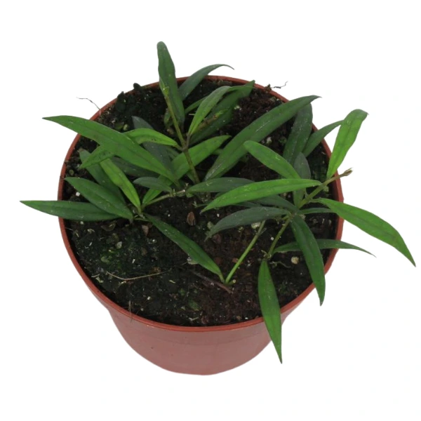 Plante speciale - Hoya pauciflora