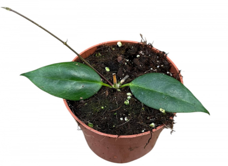 Ușor de întreținut - Cum să îngrijești Hoya paziae Lumină: Preferă lumină indirectă intensă, ferită de soarele direct puternic. Lumina bună stimulează înflorirea. Udare: Udă moderat, doar după ce substratul s-a uscat în stratul superior. Nu tolerează excesul de apă. Sol: Amestec bine drenat, ușor și aerat, cu perlit, scoarță de pin și turbă. Temperatură și umiditate: Se dezvoltă bine la 18–26°C și preferă o umiditate ambientală moderată spre ridicată. Înmulțire: Prin butași de tulpină cu 1–2 noduri, înrădăcinați în apă sau substrat umed.