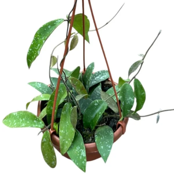 Plante speciale - Hoya phuwuaensis