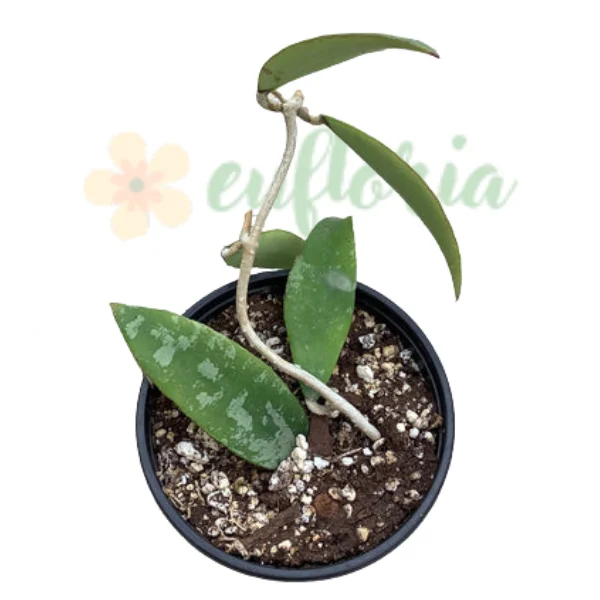 Hoya phuwuaensis – Specie Rară Thailandeză [1]