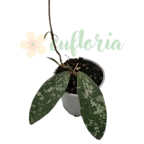 Hoya - Hoya phuwuaensis – Specie Rară Thailandeză