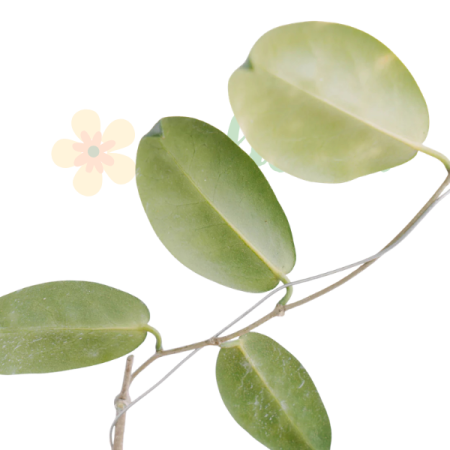 Precomandă - Hoya piestolepis - plantă rară cu frunze decorative