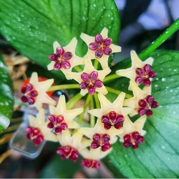 Hoya polyneura 'Broget' [2]