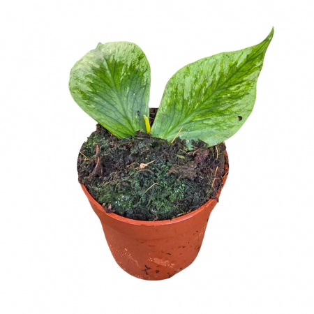 Plante speciale - Hoya polyneura 'Broget'