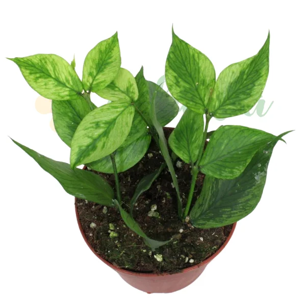 Hoya polyneura 'Broget' [0]