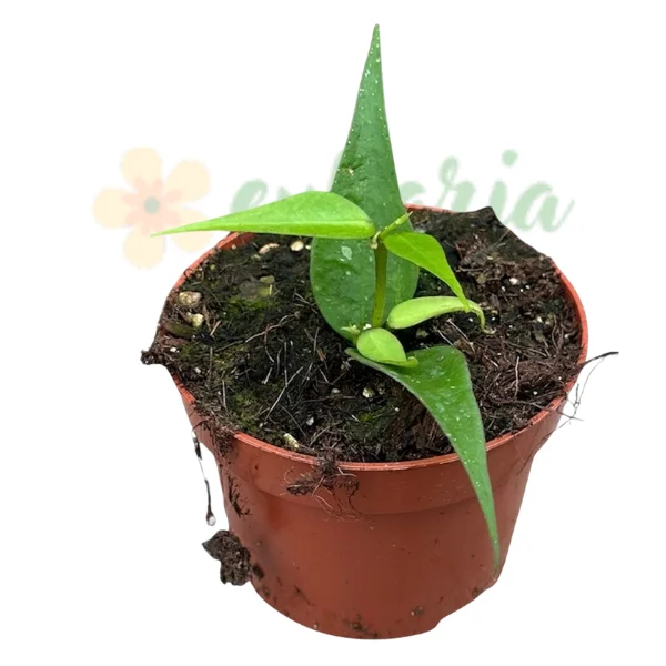 Hoya polyneura Vietnam [2]