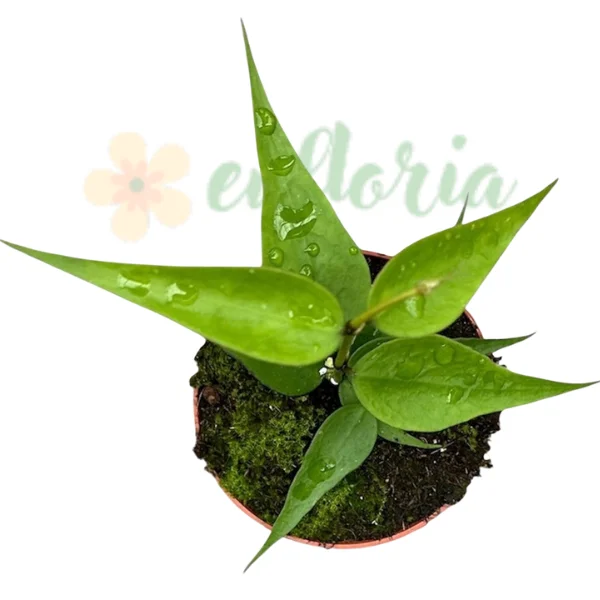 Hoya polyneura Vietnam [1]