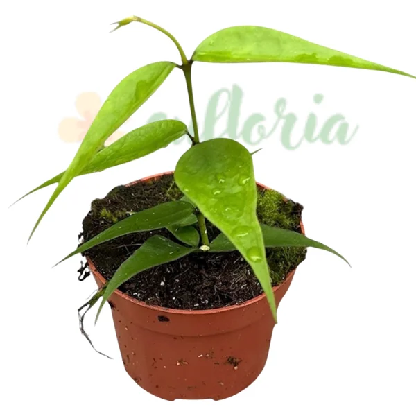 Plante speciale - Hoya polyneura Vietnam