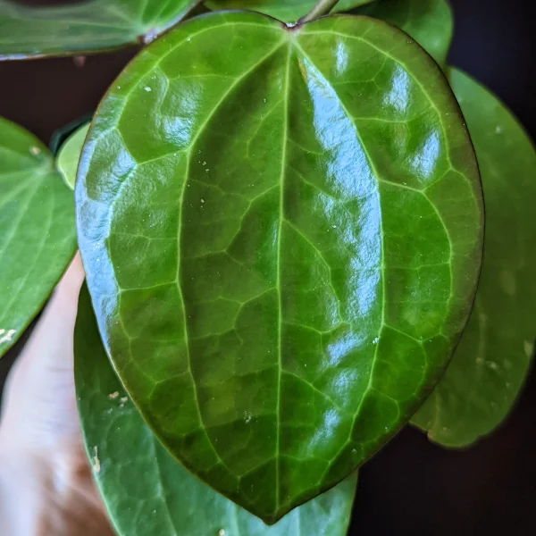 Hoya polystachya [2]