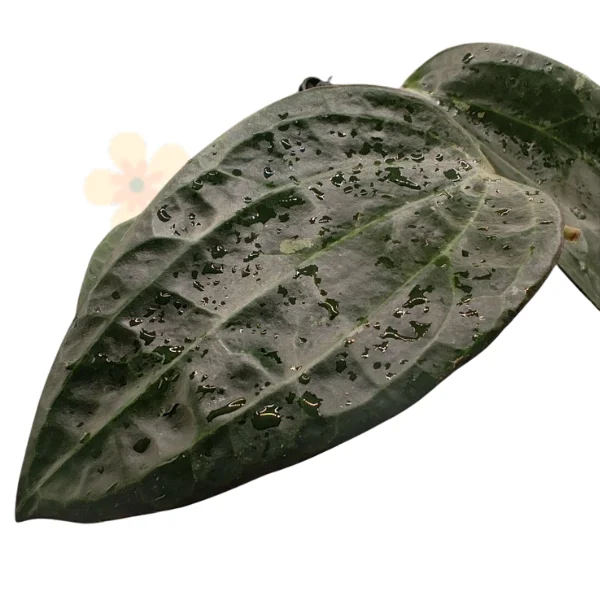 Hoya polystachya [2]