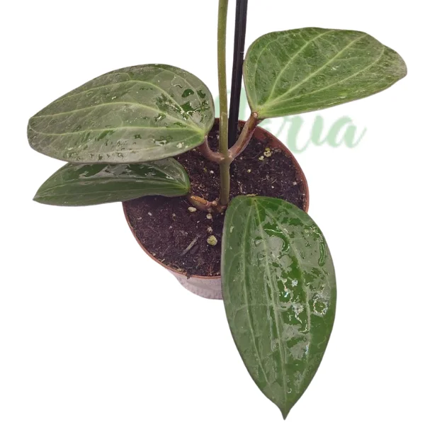 Plante speciale - Hoya polystachya