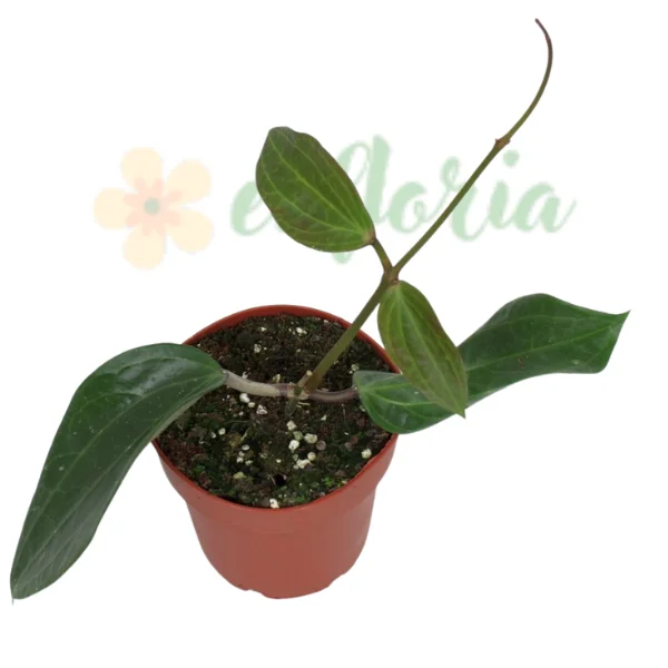 Hoya - Hoya polystachya