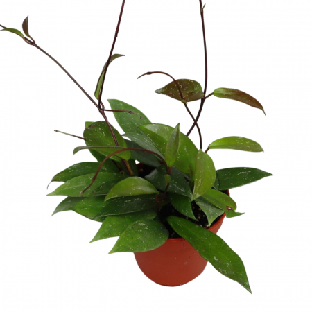 Hoya - Hoya Pubicalyx în ghiveci – frunze verzi cu pete argintii