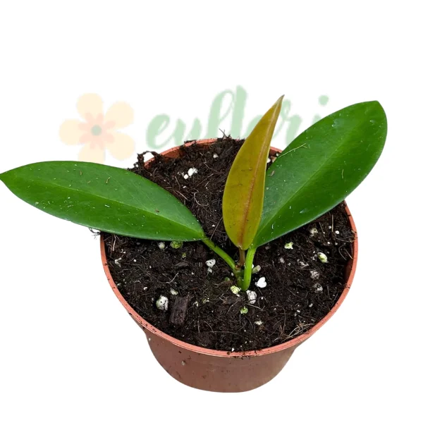 Hoya pubicalyx «Black Dragon» — Cele mai întunecate flori din genul Hoya [0]