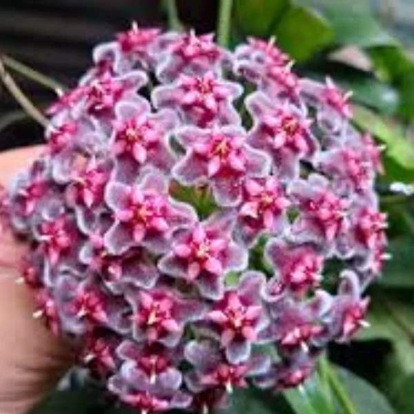 Hoya pubicalyx «Black Dragon» — Cele mai întunecate flori din genul Hoya [1]