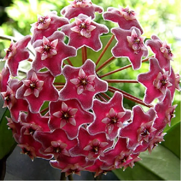 Hoya pubicalyx 'Pink Silver' D12 [1]