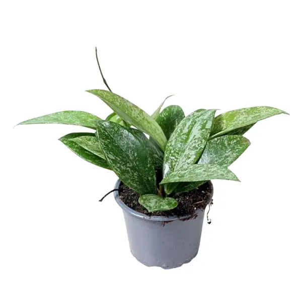 Hoya - Hoya pubicalyx 'Silver Spot'