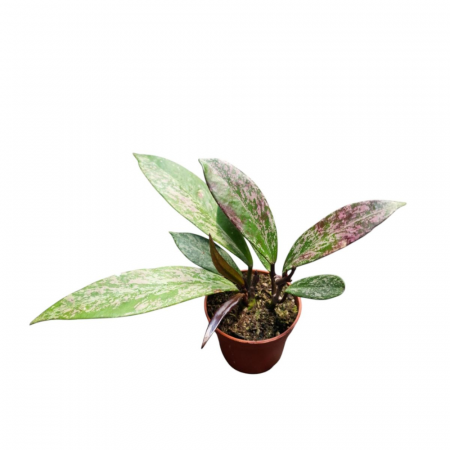 Hoya - Hoya pubicalyx 'Splash'