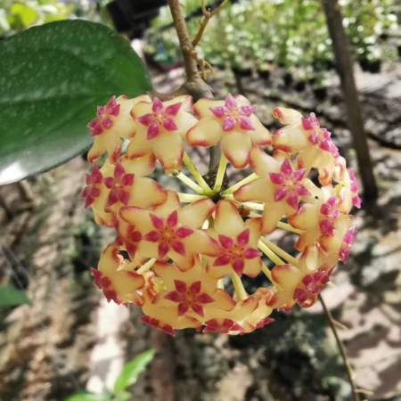 Hoya Siam Ruby în ghiveci – frunze cu nuanțe roșu-rubiniu. [4]