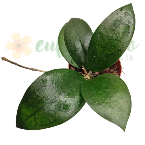 Hoya Siam Ruby în ghiveci – frunze cu nuanțe roșu-rubiniu. [3]