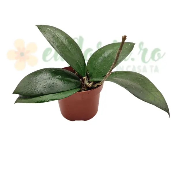 Hoya - Hoya Siam Ruby în ghiveci – frunze cu nuanțe roșu-rubiniu.