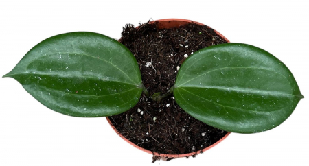 Hoya quinquenervia [1]