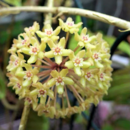 Hoya quinquenervia [1]