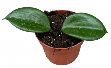 Hoya - Hoya quinquenervia