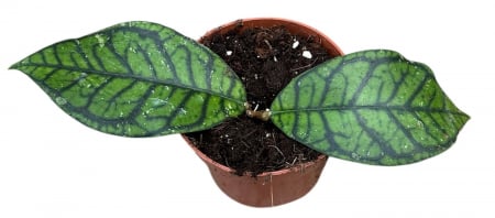 Hoya - Hoya Ranauensis în ghiveci – frunze groase și lucioase.