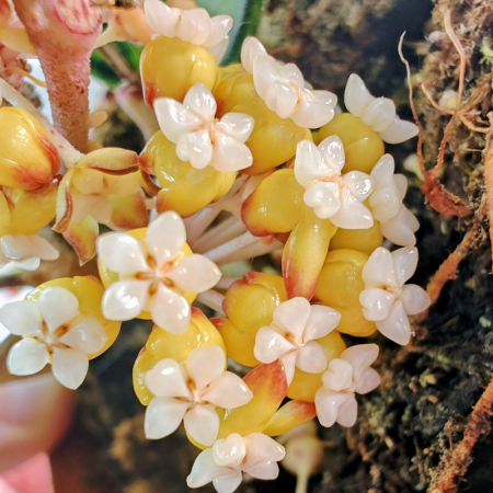 Hoya ranauensis — rare plant from Sabah Borneo, emerald-green veined leaves, Ø10.5cm pot | Eufloria [1]
