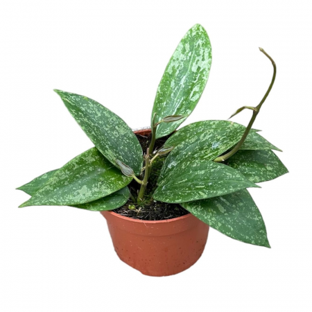 Plante speciale - Hoya 'Rangsan'