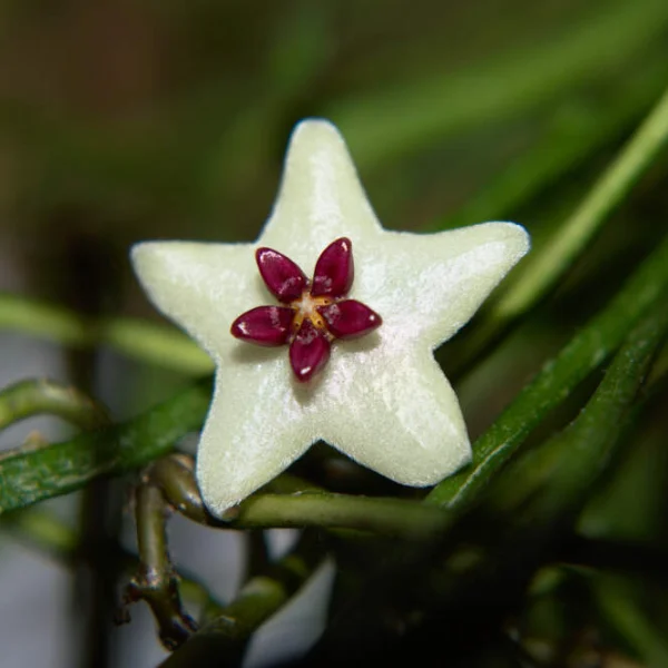 Hoya retusa [2]