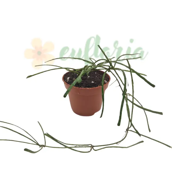 Plante speciale - Hoya retusa