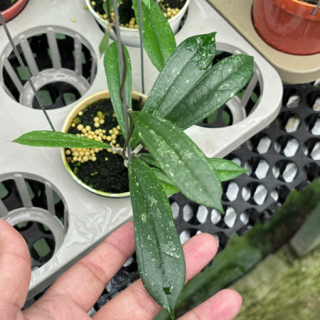 Precomandă - Hoya rigidifolia - plantă rară cu frunze rigide