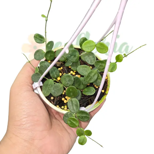 Hoya - Hoya Serpens