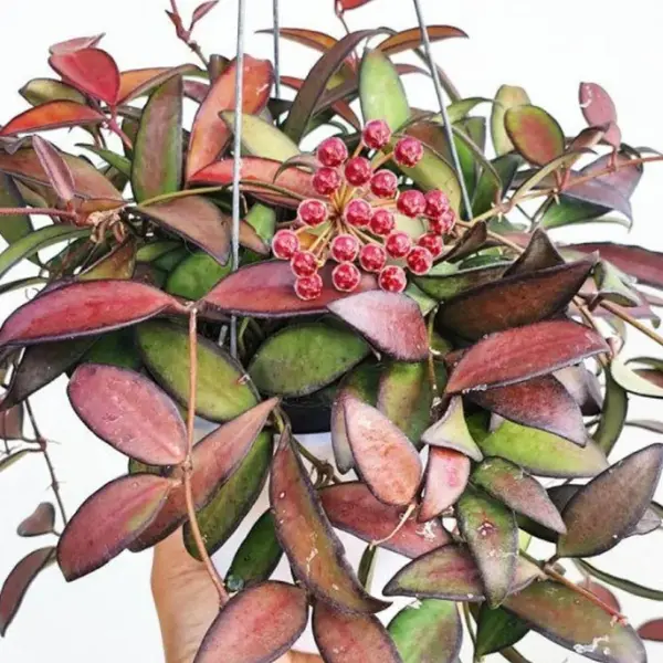 Hoya 'Rosita' [1]