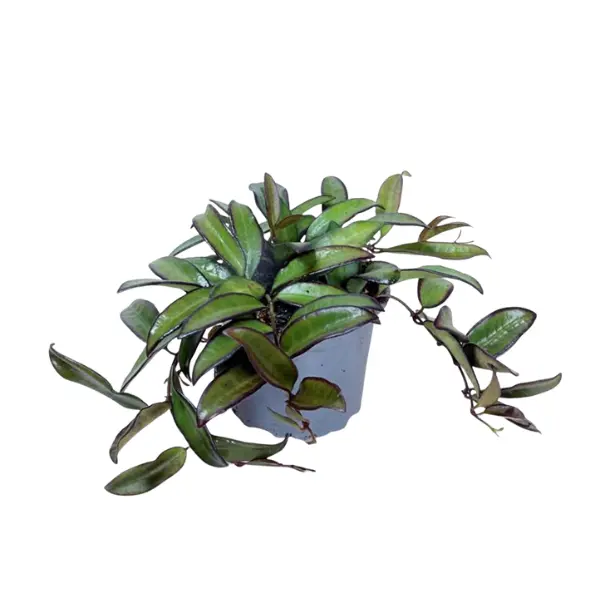 Hoya - Hoya 'Rosita'